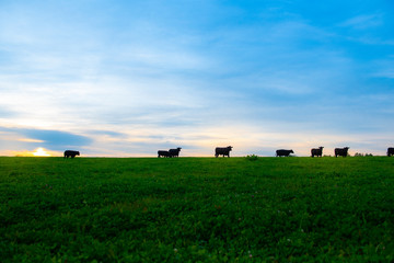 black cows are grazed on a meadow. blue sky