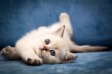 Cute British Kitten BRI N 33 Seal Point Color With Blue Eyes Funny Lay Down On The Couch And Looks Up