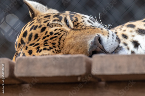 Zdjęcie XXL śpiący jaguar
