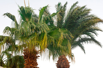 Coconut palm trees, beautiful tropical background, vintage filter