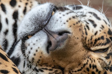 Sleeping Jaguar
