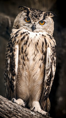 Wall Mural - The adult Eurasian eagle owl sits on a tree branch.