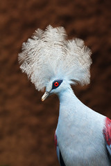 Poster - The western crowned pigeon, also known as the common crowned pigeon or blue crowned pigeon (Goura cristata), portrait with brown background.