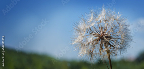 big dandelion on a blue background