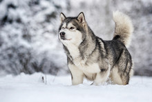 Alaskan Malamute Dog On A Winter