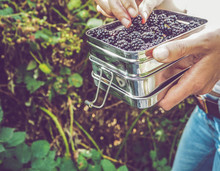 Woman Picking Wild Blackberries And Putting Them In Stainless Steel Lunch Boxes Following Zero Waste Principles, Belgium