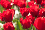 Fototapeta Tulipany - bright red tulips in the summer sunny park