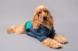 Cocker Spaniel photo shoot isolated on grey background wearing a hooded blue jacket