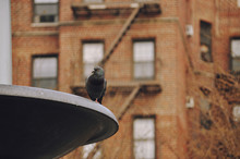Pigeon In The City