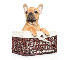 Poster - Cute French Bulldog puppy sits in basket