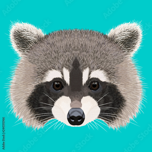 Fotografía Cute isolated raccoon face with detailed fur