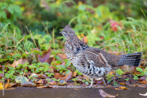Fotomural Male ruffed grouse (Bonasa umbellus) in autumn