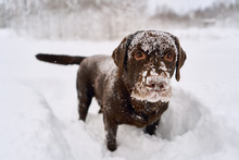 Labrador Dog Playing In The Snow. Dog Portrait All Muzzle In The Snow,