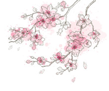 Spring Sakura Flowers Blossom Art Set, Hand Drawn Watercolor Style. Cute Paint Cherry Plant Vector Illustration, Isolated On White Background. Realistic Floral Bloom For Japanese, Chinese Holiday Card