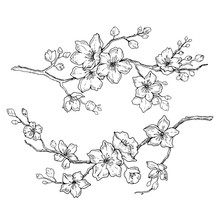 Sakura Flowers Blossom Set, Hand Drawn Line Ink Style. Cute Doodle Cherry Plant Vector Illustration, Black Isolated On White Background. Realistic Floral Bloom For Spring Japanese Or Chinese Holiday