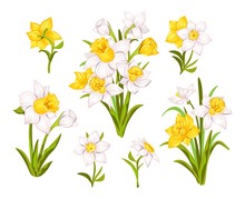 Set Of Beautiful Narcissus Flowers For Cards, Posters, Textile Etc. Cartoon Narcissus Vector Illustration