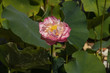 lotus flower in pond fronds
