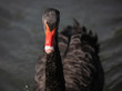Close up portrait of black swan