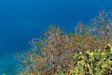 Wall Mural - Cactuses and tree with small pink flowers by the deep turquoise sea. Nature background.