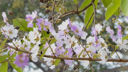 Wall Mural - Pink and white flower of Bungor (Lagerstroemia floribunda Jack) in the wind.