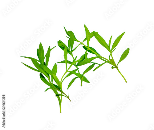 Fotografía sedge, weed isolated on white background