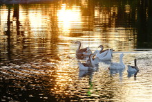 Group Of Goose Swimming And Following Leader With Beautiful Dusk Reflection On Ripple Of Water Wave In Lake