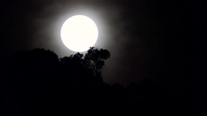 Wall Mural - Full moon rising behind trees.