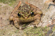 Beautiful Frog of Borneo, Kinabalu Torrent Frog , Macro image of frog at Broneo.