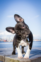 French bulldog puppy stands looking at the viewer with her head tilted.