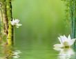composition aquatique avec bambous et fleurs blanches de lotus
