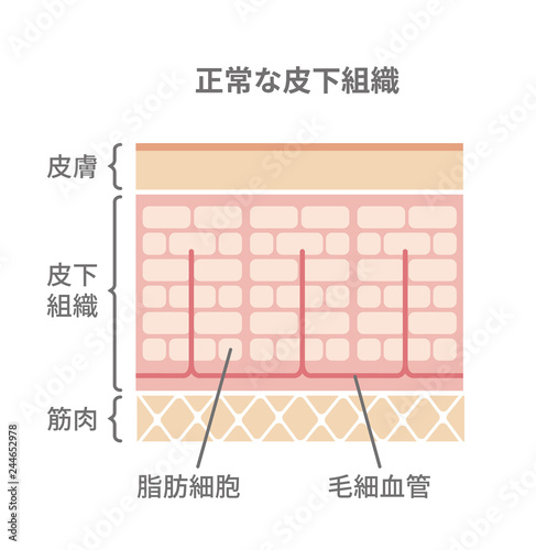 健康な皮膚の断面図イラスト Buy This Stock Vector And Explore Similar Vectors At Adobe Stock Adobe Stock 健康な皮膚の断面図イラスト Buy This Stock Vector And Explore Similar Vectors At Adobe Stock Adobe Stock