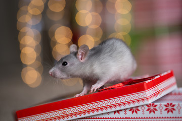 Gray rat with gifts on the background of the Christmas tree