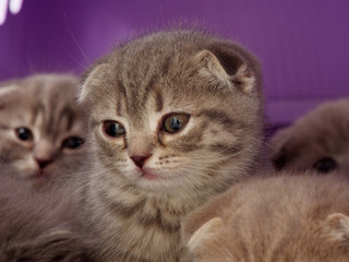 little kittens sit in a pet carrier.