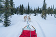 Dog Sledding / Husky Mushing Tour in Fairbanks Alaska