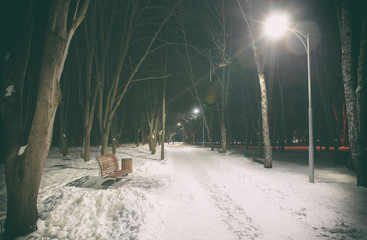 Poster - The  lonely winter park with trees