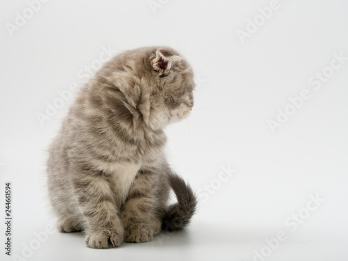 Foto little kittens british fold on white background