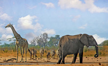 Beautiful Iconic African Vista With Giraffe, Zebra And Elephant Standing Near A Waterhole In Hwange National Park, With A Natural Blue Cloudy Sky And Bushveld Background.  Some Heat Haze Is Visible