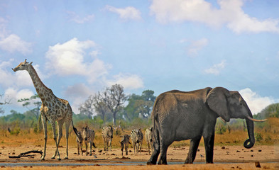 beautiful iconic african vista with giraffe, zebra and elephant standing near a waterhole in hwange 