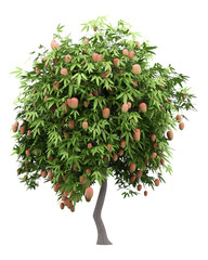 Wall Mural - mango tree with mango fruits isolated on white background
