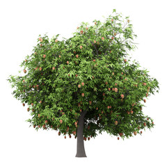 Wall Mural - mango tree with mango fruits isolated on white background