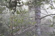 New Zealand Native Forest During Heavy Rain Causing Low Visibility And Gloomy Impression With Kauri Tree Trunk In Foreground.