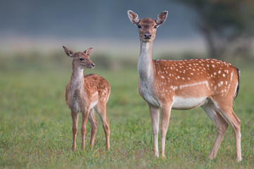 doe and fawn fallow deer, dama dama, in autumn colors. detailed image of two wild animals with blurr