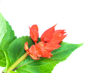 Wall Mural - Red salvia Close up