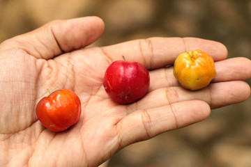 Wall Mural - Cherry in garden