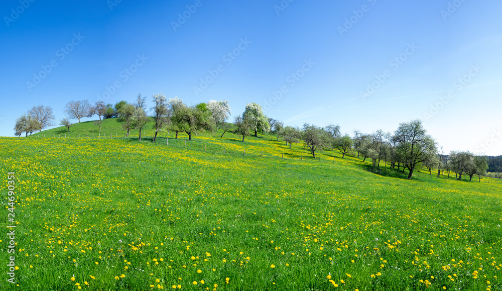 Blumenwiese Mit Bl hendem L wenzahn Im Fr hling An Einem H gel Mit blumenwiese-mit-bl-hendem-l-wenzahn-im-fr-hling-an-einem-h-gel-mit