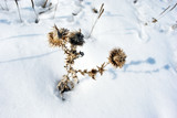 Fototapeta  - Silybum marianum (cardus marianus, milk thistle, blessed milkthistle, Marian thistle, Mary thistle or Scotch thistle) dry flowers silhouette on glade covered with snow background, top view
