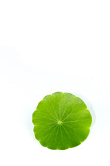 Poster - Gotu kola Close up