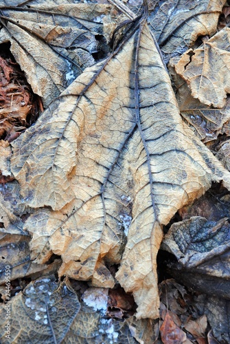 Fotografía Close up of withered leaves with dark blue veins of Brazilian giant-rhubarb, gi