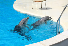 Dolphins Swim In A Dolphin Pool