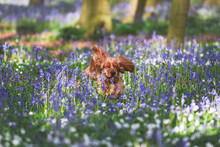 A Cocker Spaniel Playing Among Bluebells In The Woods